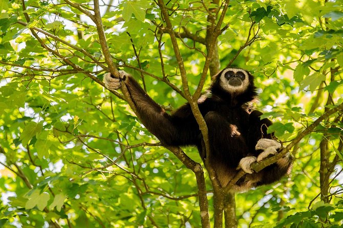 Bukit Lawang Full Day Jungle Trek - Choosing between the jungle walk and river tubing