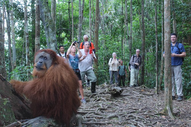 Bukit Lawang Full Day Jungle Trek - What the $72.48 price covers