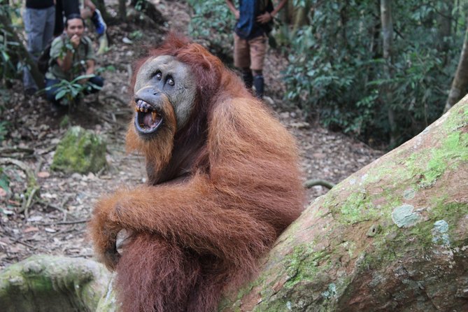 Bukit Lawang Full Day Jungle Trek - Who should book this Bukit Lawang trek