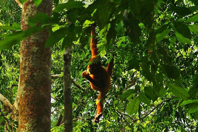 Bukit Lawang Full Day Jungle Trek - What five to six hours in the forest feels like