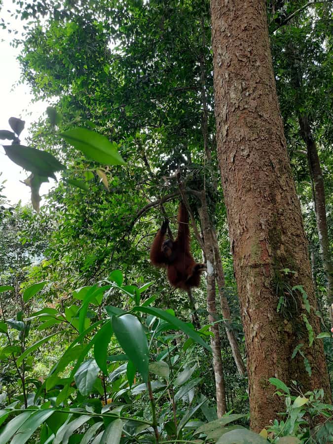 Bukit Lawang: Jungle Trekking and Rafting Day Trip - Key points to know before booking
