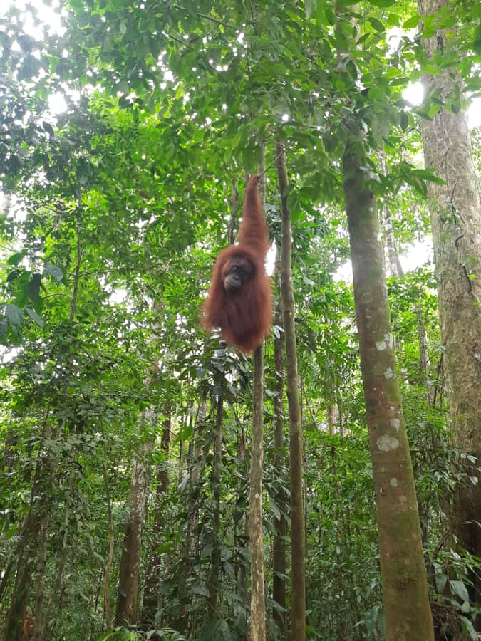 Bukit Lawang: Jungle Trekking and Rafting Day Trip - Lunch in Bukit Lawang before the forest walk
