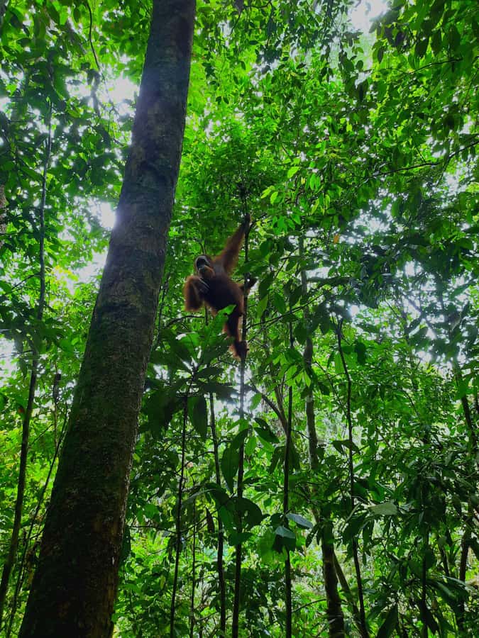 Bukit Lawang: Jungle Trekking and Rafting Day Trip - What the Gunung Leuser trek is really like