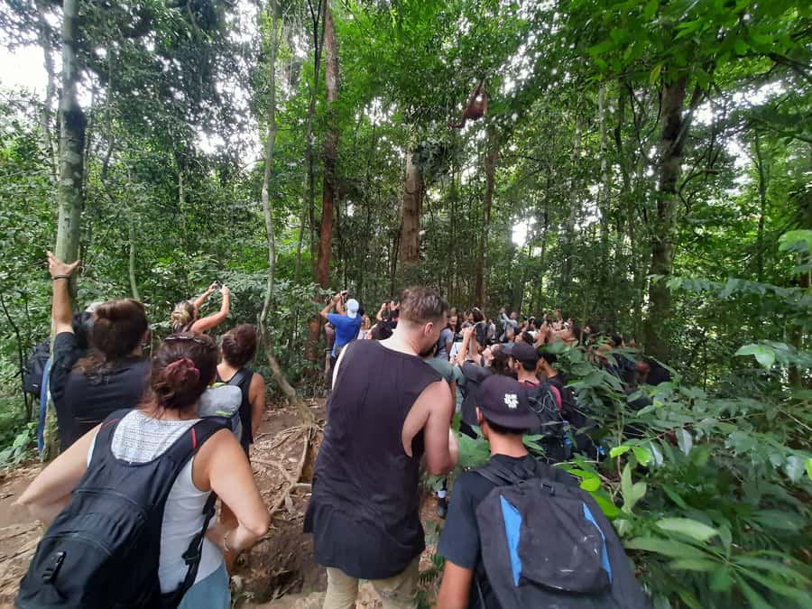 Bukit Lawang: Jungle Trekking and Rafting Day Trip - What the $172 price includes