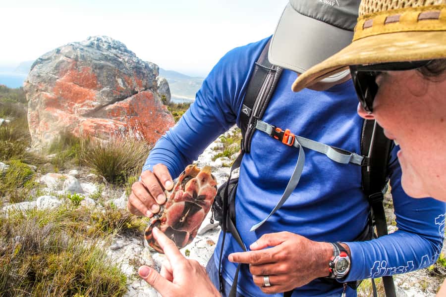 Cape Town Private Guided Table Mountain Hikes - Key points to know before booking