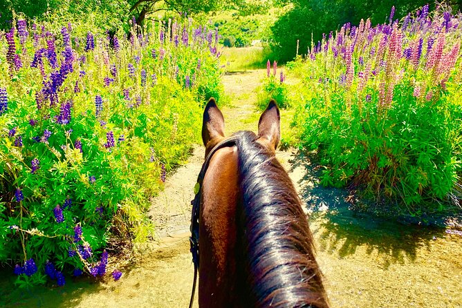 Cardrona High Country Pub Trail Horse Trek (Intermediate level+) - The Cardrona Hotel stop