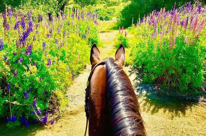 Cardrona High Country Pub Trail Horse Trek (Intermediate level+) - Guides who shape the experience