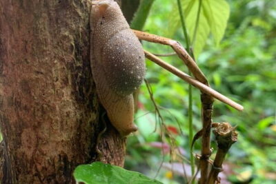 Cat Ba National Park Full Day Trekking Tour to Viet Hai Village