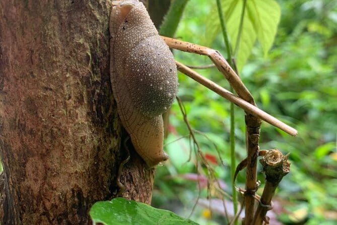 Cat Ba National Park Full Day Trekking Tour to Viet Hai Village - Four hours on Cat Ba National Park trails
