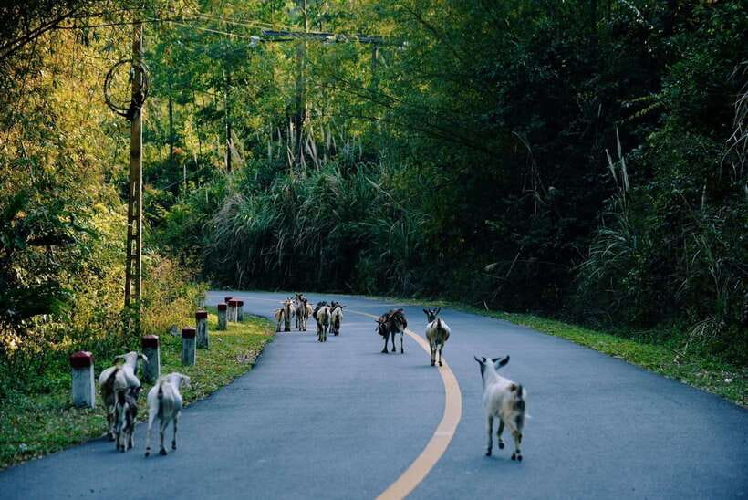 Cat Ba National Park Trekking & Ancient Village Biking - What the $61 price really covers