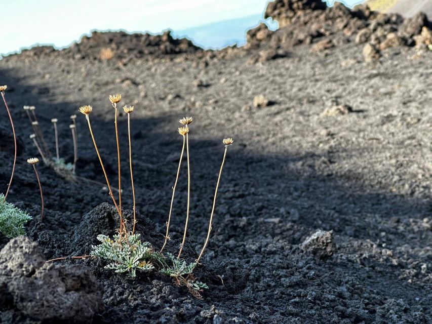 Catania: Etna Morning or Sunset Trek with Lava Tunnel & Gear - Walking across Etna’s black volcanic slopes