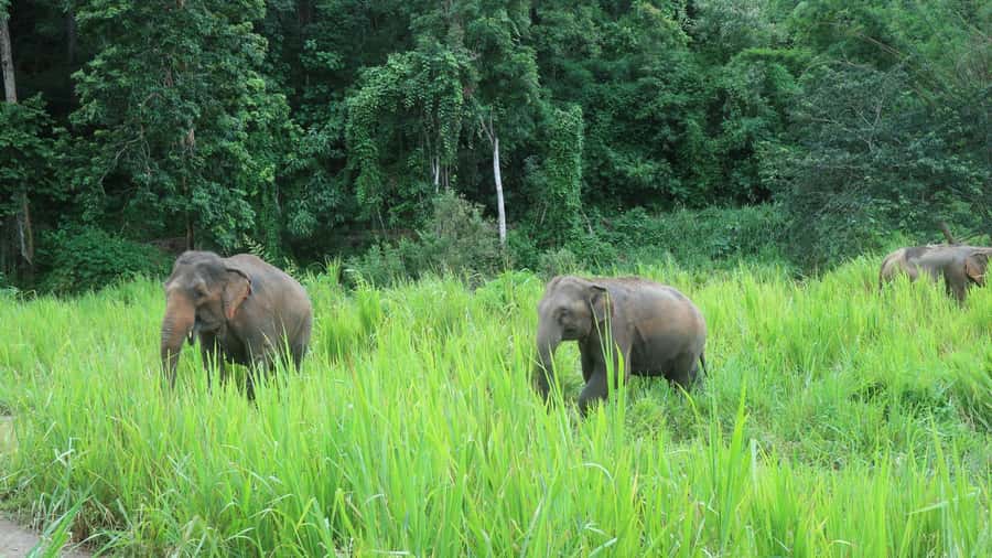 Chiang Mai: 2-Day Jungle Trek with Elephant Farm & Raft Ride - A two-hour climb into bamboo country