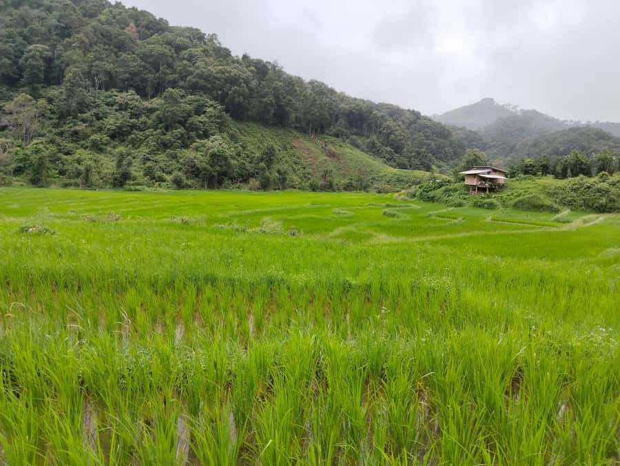 Chiang Mai: 2-Days Chiang Mai Amazing Trek - A local market and a proper start to rural life