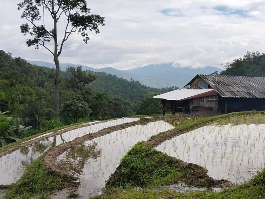 Chiang Mai: 2-Days Chiang Mai Amazing Trek - Day two adds more forest and herbal knowledge