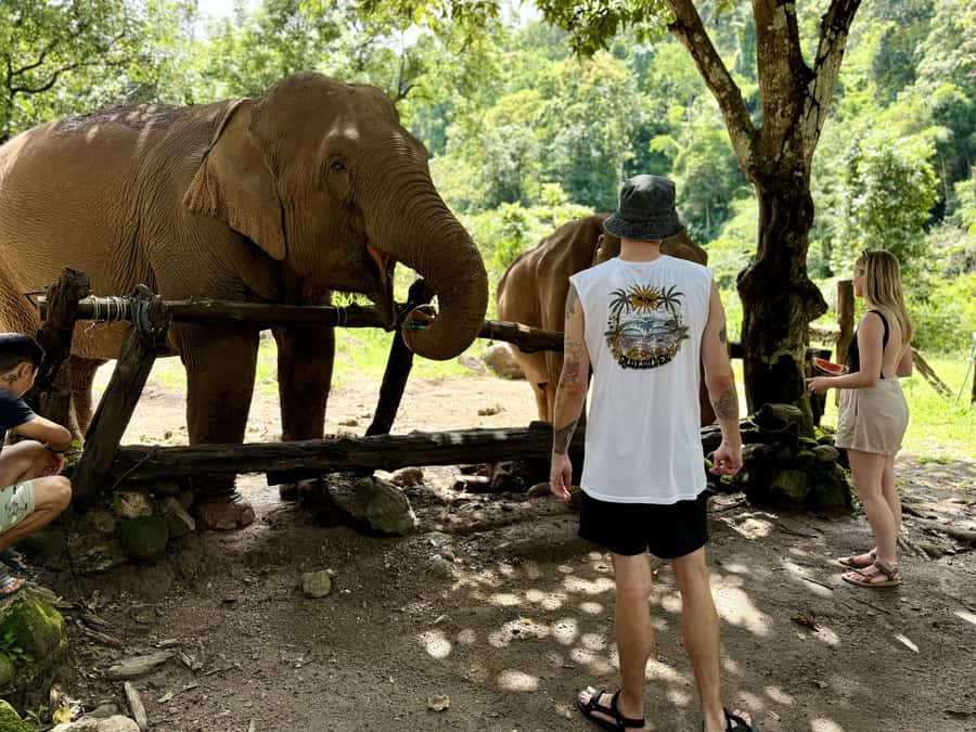 Chiang Mai Adventure: Trekking, Tubing & Waterfall Slide - Saa Gee Falls or an ethical elephant visit