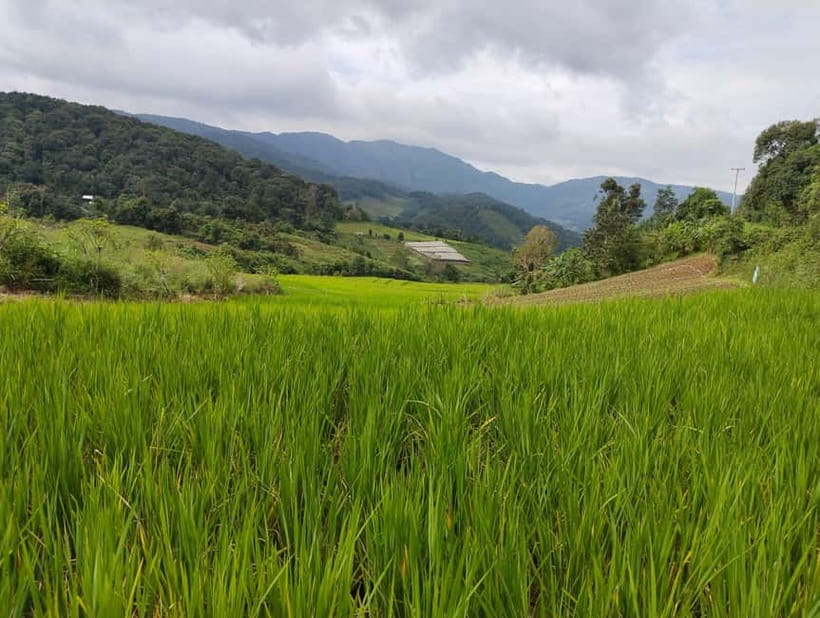 Chiang Mai Authentic Trekking - Key points to know before you book
