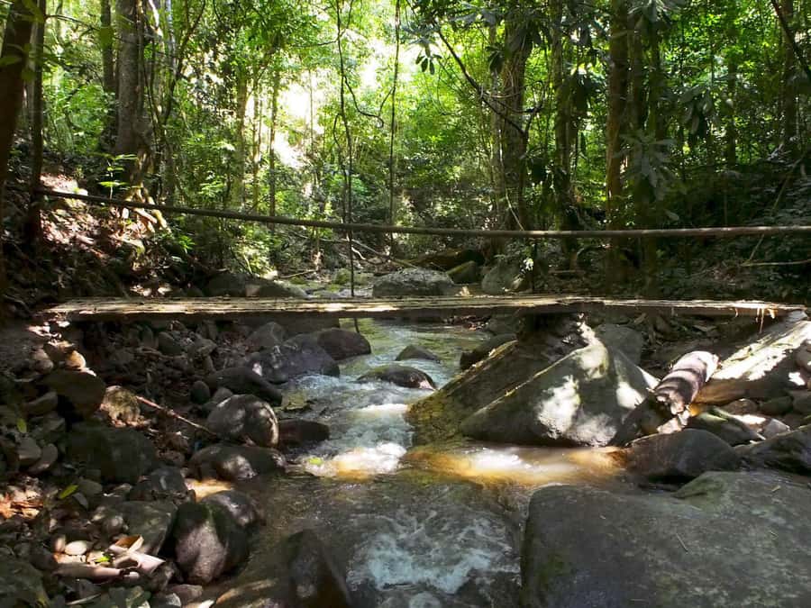 Chiang Mai: Chiang Dao Caves and Jungle Trek with Lunch - The 6-kilometer jungle trek is the main event