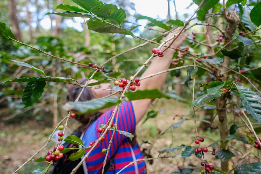 Chiang Mai Coffee Full Day Tour: Trek, Brew & Roast Journey. - Walking the coffee forest at 1,400 meters
