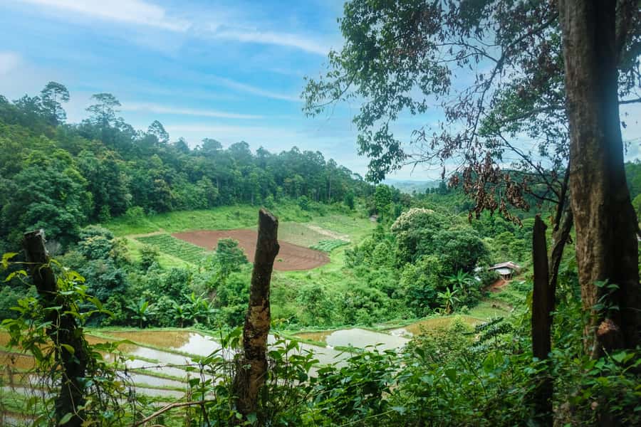 Chiang Mai Coffee Full Day Tour: Trek, Brew & Roast Journey. - Hill tribe farming without a staged village stop
