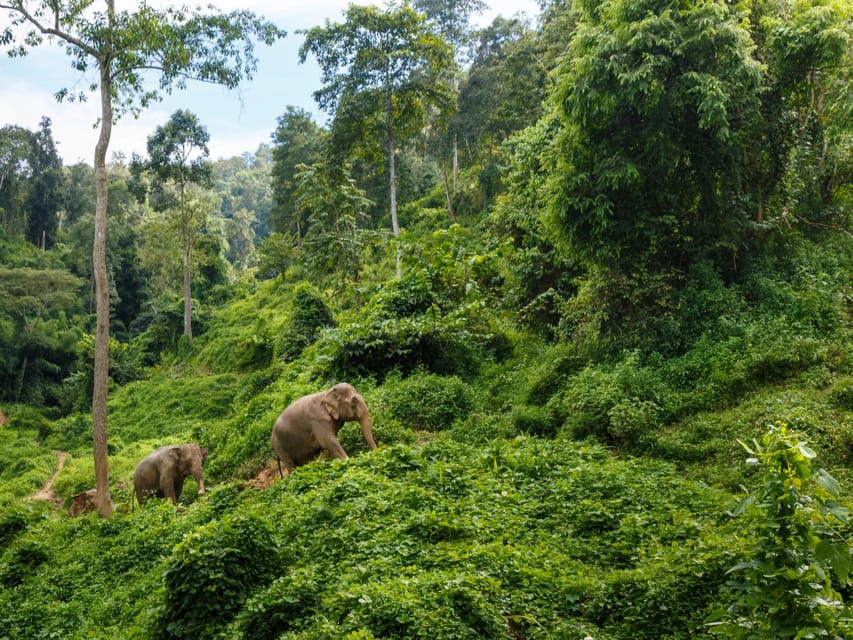 Chiang Mai: Doi Inthanon Park and Pha Dok Siew Trail Trek - Why Pha Dok Siew is the heart of the day
