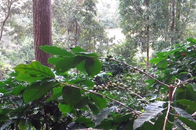 CHIANG MAI: Doi Inthanon-Trekking Pha Dok Seaw-Waterfall-Lunch - The Pha Dok Seaw walk and waterfall