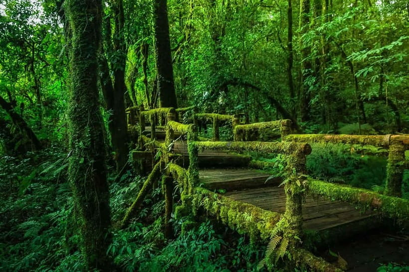 Chiang Mai: Doi Inthanon Trip with Pha Dok Siew Guided Trek - Twin pagodas and mountain views