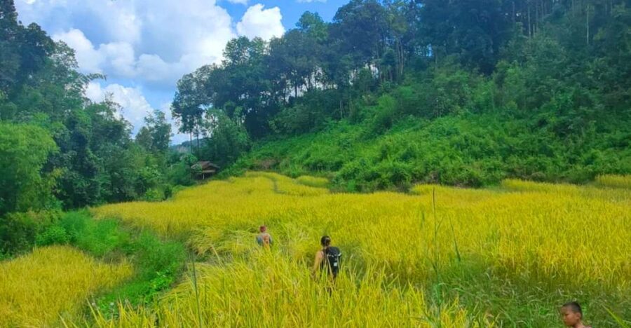 Chiang Mai: Elephant Sanctuary & Jungle Trek w/ Waterfall - A full day south of Chiang Mai