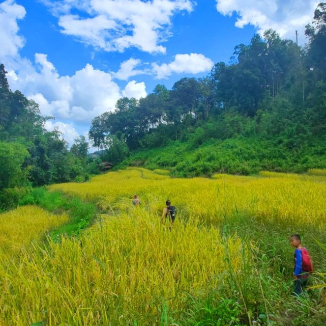 Chiang Mai: Elephant Sanctuary & Jungle Trek w/ Waterfall - Meeting the elephants at the sanctuary