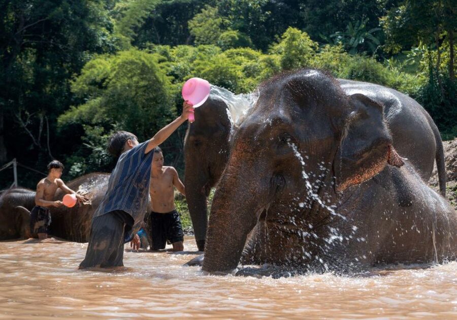 Chiang Mai: Full-Day Kerchor Elephant Eco Park Tour & Trek - Is $57 a fair price for this day?