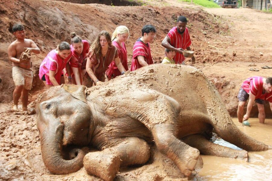 Chiang Mai: Full-Day Kerchor Elephant Eco Park Tour & Trek - Spending the morning with Kerchor’s elephants