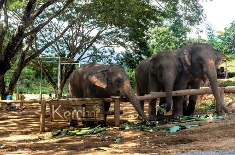 Chiang Mai: Full-Day Kerchor Elephant Eco Park Tour & Trek - Thai lunch with filtered water and mountain views