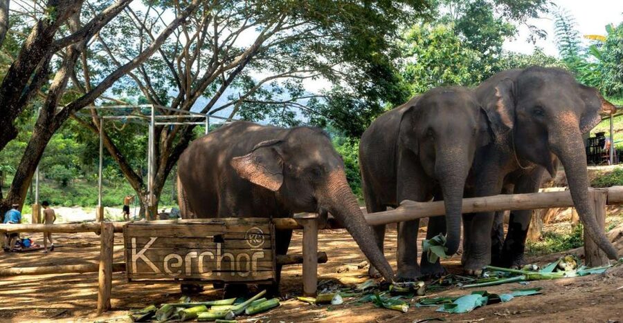 Chiang Mai: Full-Day Kerchor Elephant Eco Park Tour & Trek - Hiking through quiet countryside to the waterfall