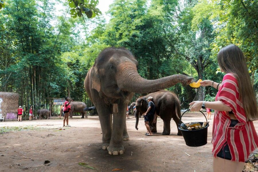 Chiang Mai: Full-Day Kerchor Elephant Eco Park Tour & Trek - Guides, communication, and the ride from Chiang Mai
