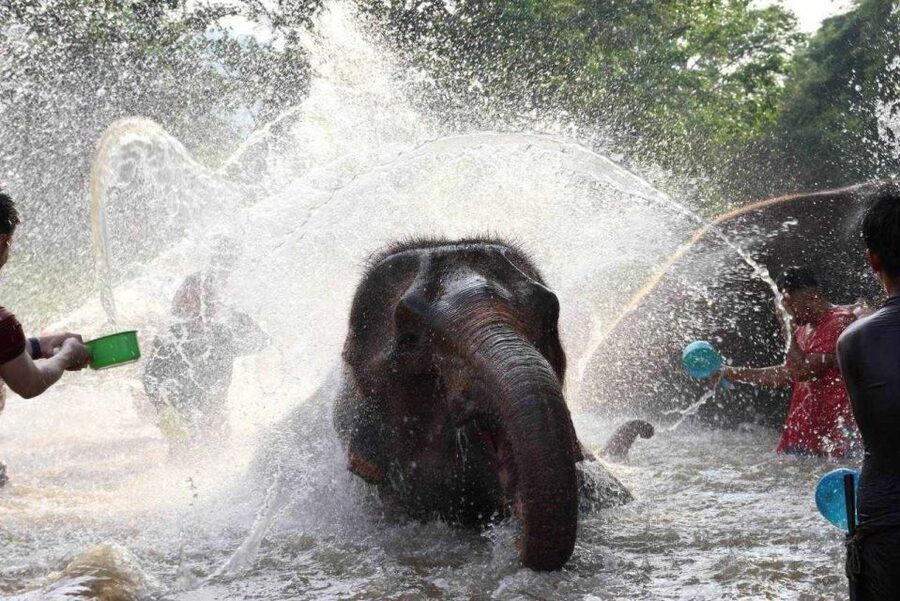 Chiang Mai: Full-Day Kerchor Elephant Eco Park Tour & Trek - What to pack for a wet and active day