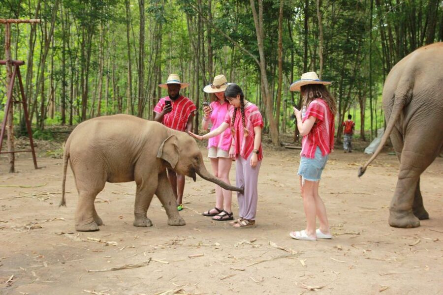 Chiang Mai: Full-Day Kerchor Elephant Eco Park Tour & Trek - Watching elephants bathe, play, and socialize