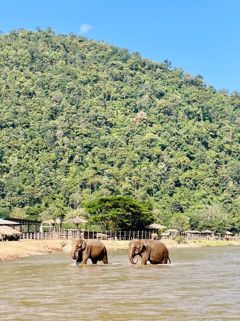 Chiang Mai Full-Day: Trekking, Tubing & Elephant Observation - Thai lunch and a useful midday reset