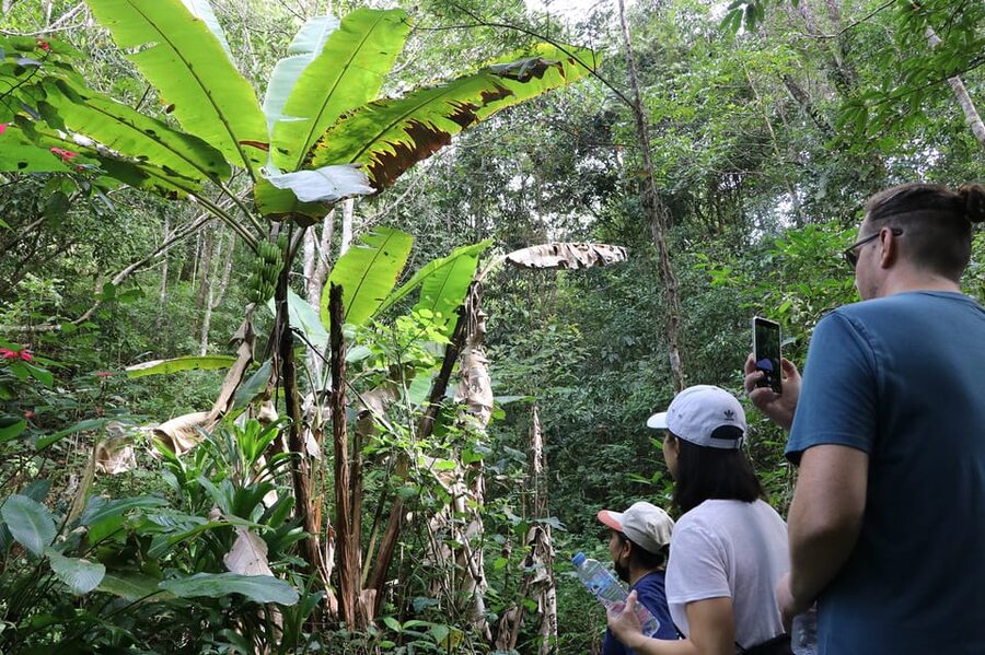 Chiang Mai: Gibbons, Trekking & Mae Kampong Small Group Tour - Key Points at a Glance