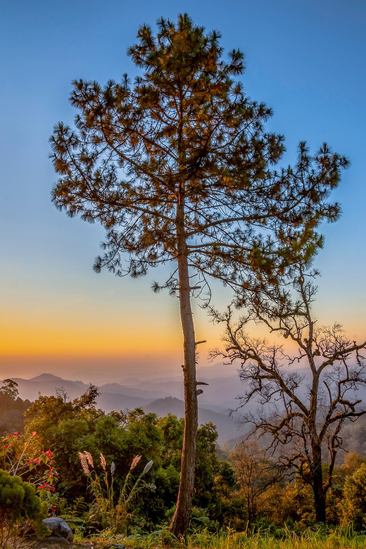 Chiang Mai: Gibbons, Trekking & Mae Kampong Small Group Tour - The 3 to 5 Kilometer Forest Walk