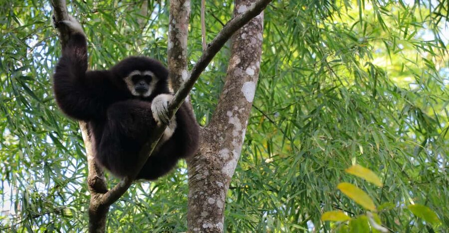 Chiang Mai: Gibbons, Trekking & Mae Kampong Small Group Tour - The Ancient Tree and Mae Kampong Waterfall
