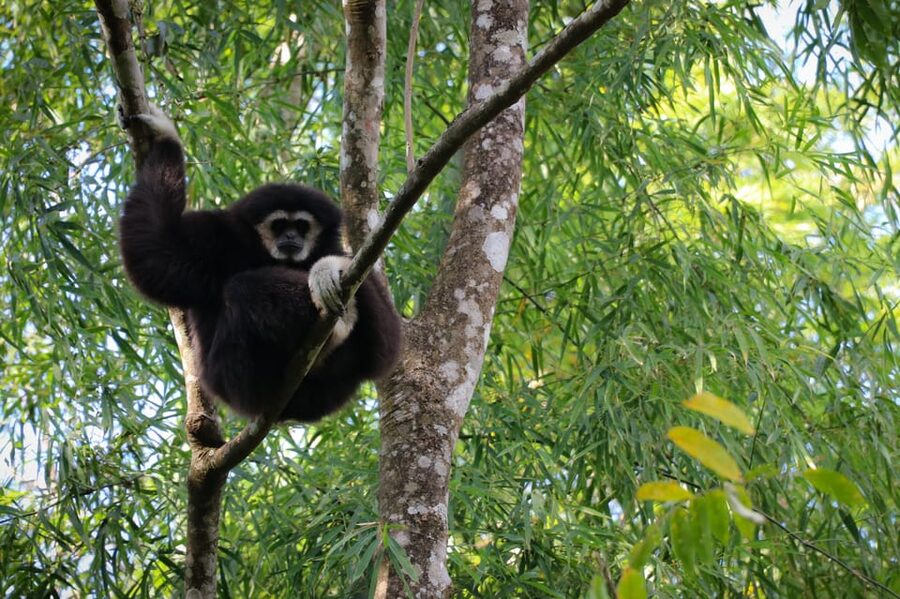 Chiang Mai: Gibbons, Trekking & Mae Kampong Small Group Tour - Guides, Drivers, and the Small-Group Feel