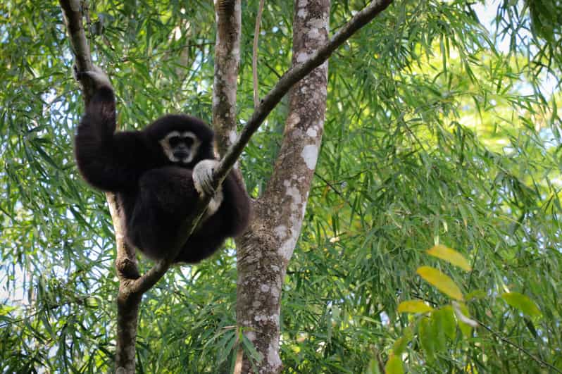 Chiang Mai: Gibbons, Trekking & Mae Kampong Small Group Tour - The Drive From Chiang Mai to Mae Kampong