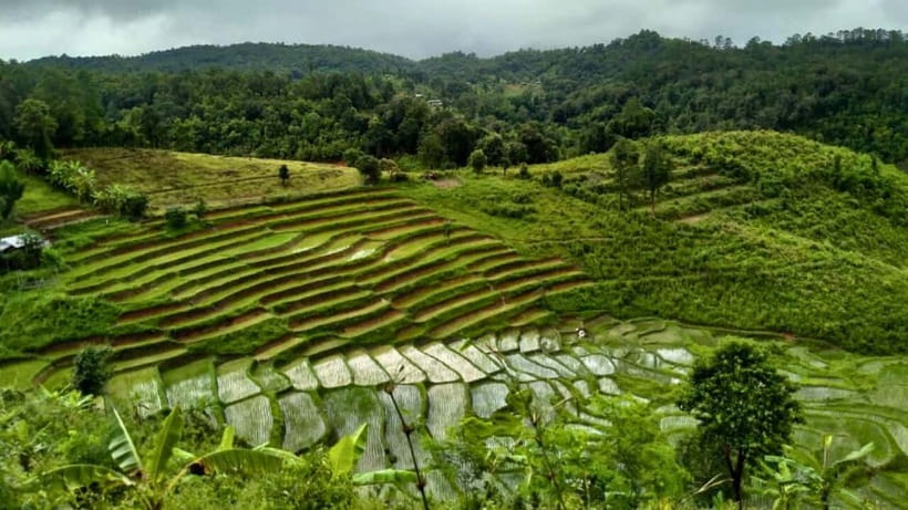 Chiang Mai: Jungle Trek, Elephants care & Bamboo Rafting - Timing, group pace, and the ride home