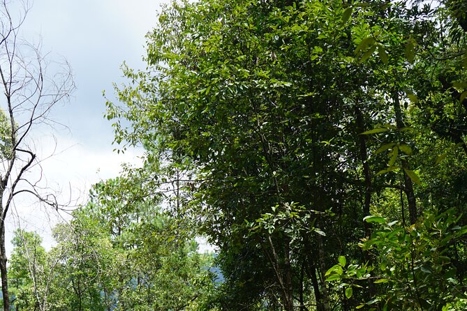 Chiang Mai Trekking Tour :Full day (no rafting) - Forest trails in the Doi Inthanon area