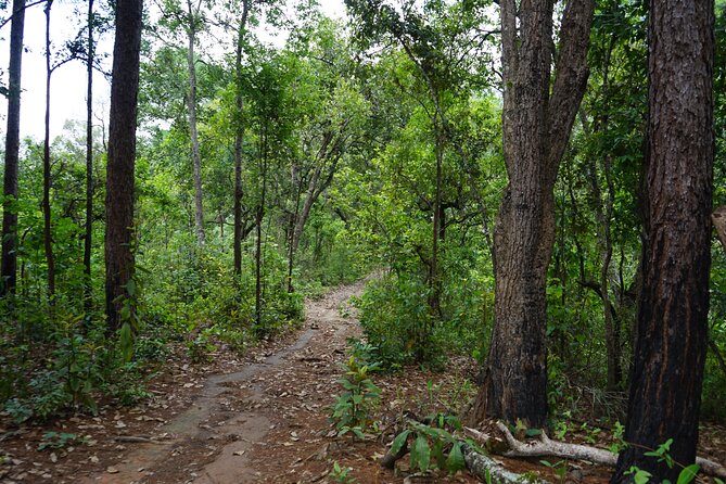Chiang Mai Trekking Tour :Full day (no rafting) - A waterfall swim and traditional Thai lunch