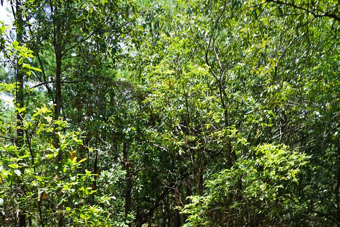 Chiang Mai Trekking Tour :Full day (no rafting) - Transport, timing, and group size