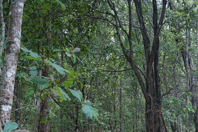 Chiang Mai Trekking Tour :Full day (no rafting) - Practical strengths and limits