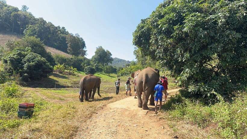 Chiang Mai Untouched Elephant: Nature Walk & Waterfall Trek - The group atmosphere and guiding