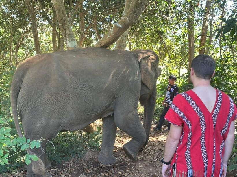 Chiang Mai Untouched Elephant: Nature Walk & Waterfall Trek - What this Chiang Mai elephant experience is really like