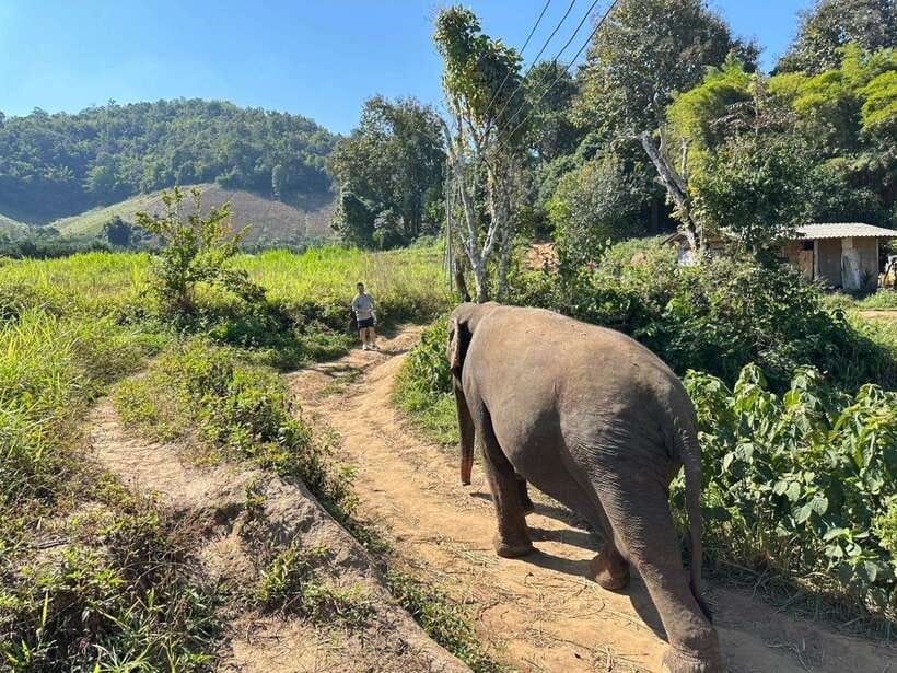Chiang Mai Untouched Elephant: Nature Walk & Waterfall Trek - A home-cooked lunch in the village