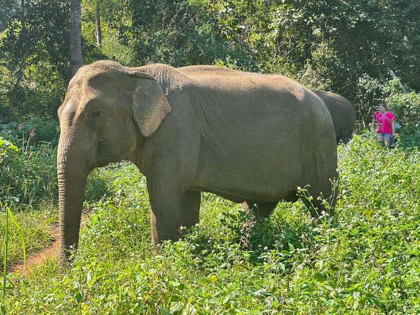 Chiang Mai Untouched Elephant: Nature Walk & Waterfall Trek - Why the flexible schedule matters